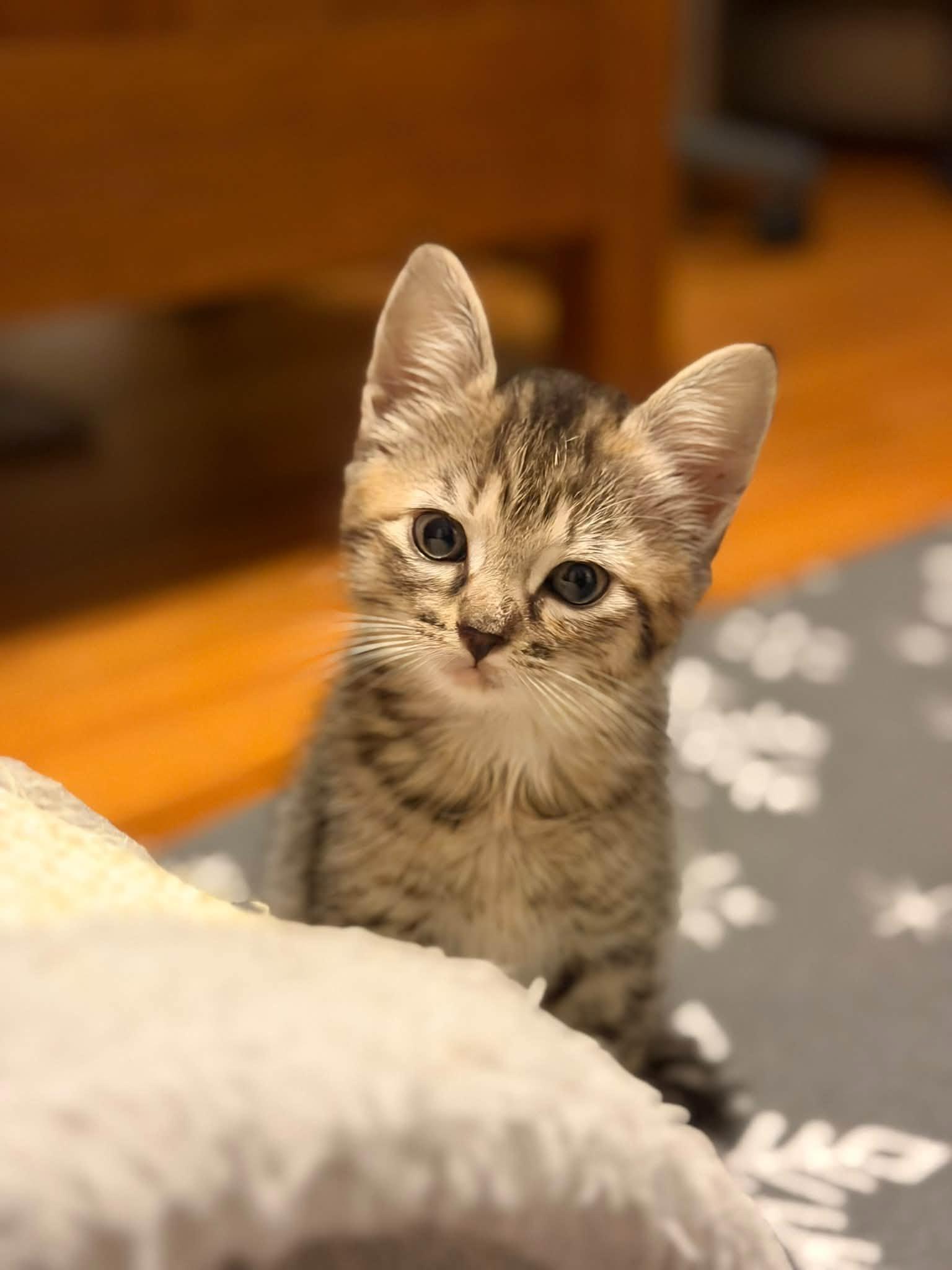 Enlarge Juicy Fruit & Hubba Bubba - kittens, a Adopted Domestic Short Hair in Enfield, CT image 3/6