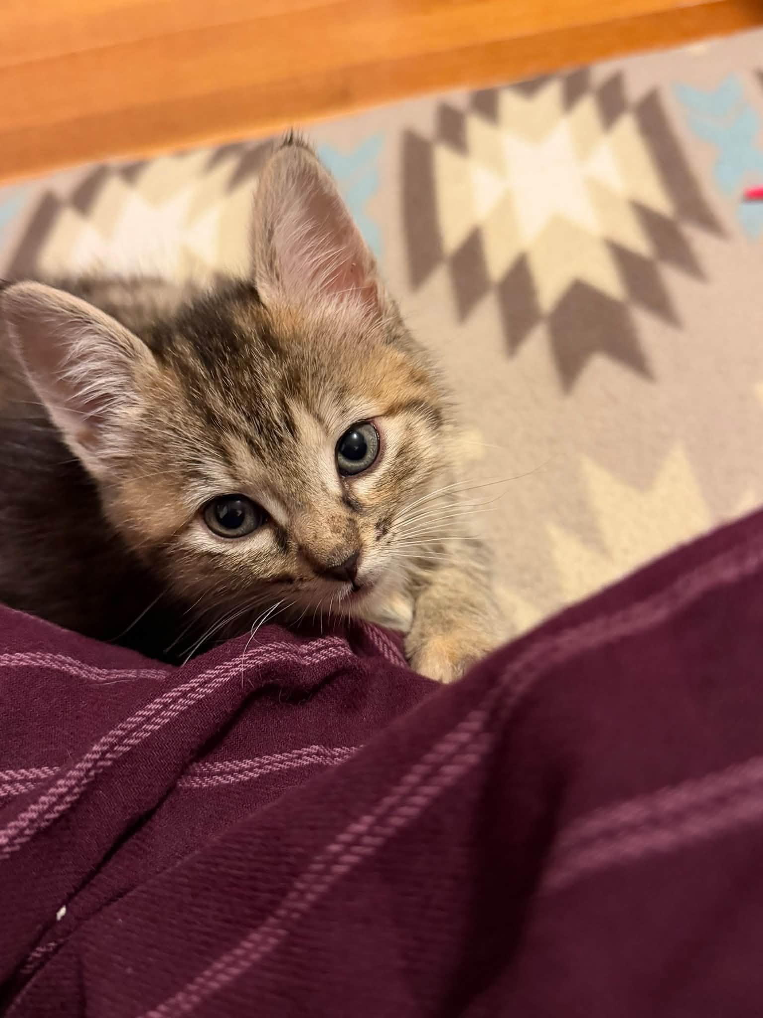 Enlarge Juicy Fruit & Hubba Bubba - kittens, a Adopted Domestic Short Hair in Enfield, CT image 4/6