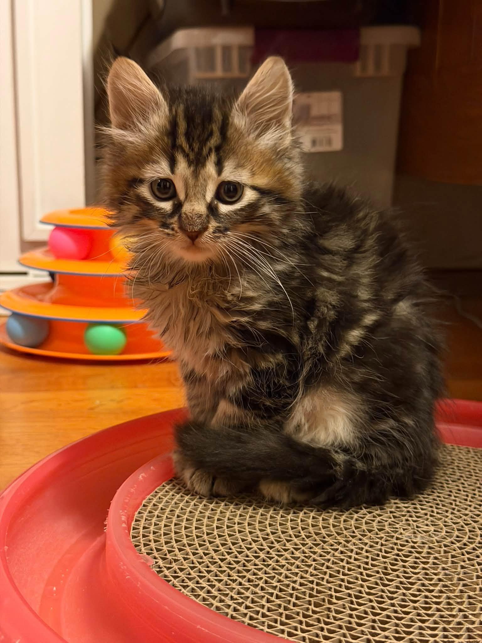 Enlarge Juicy Fruit & Hubba Bubba - kittens, a Adopted Domestic Short Hair in Enfield, CT image 5/6