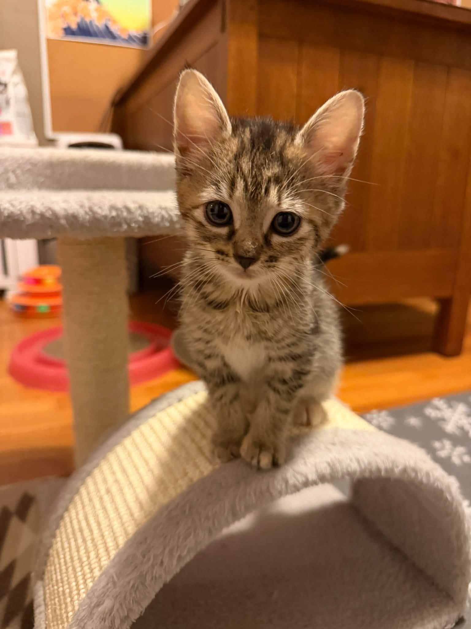 Enlarge Juicy Fruit & Hubba Bubba - kittens, a Adopted Domestic Short Hair in Enfield, CT image 6/6