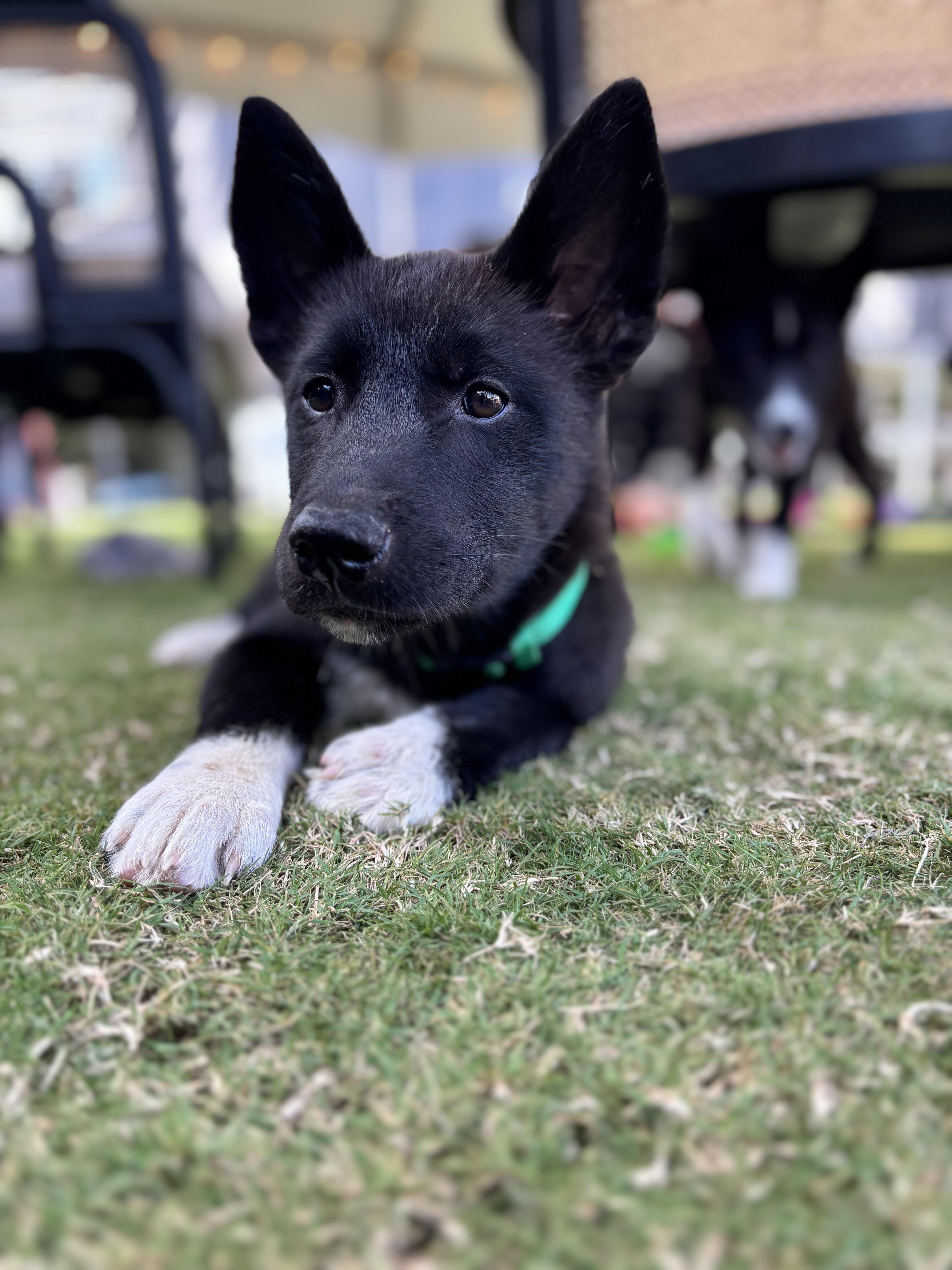 Enlarge Parton, a Adopted mixed breed in Richmond, VA image 6/6