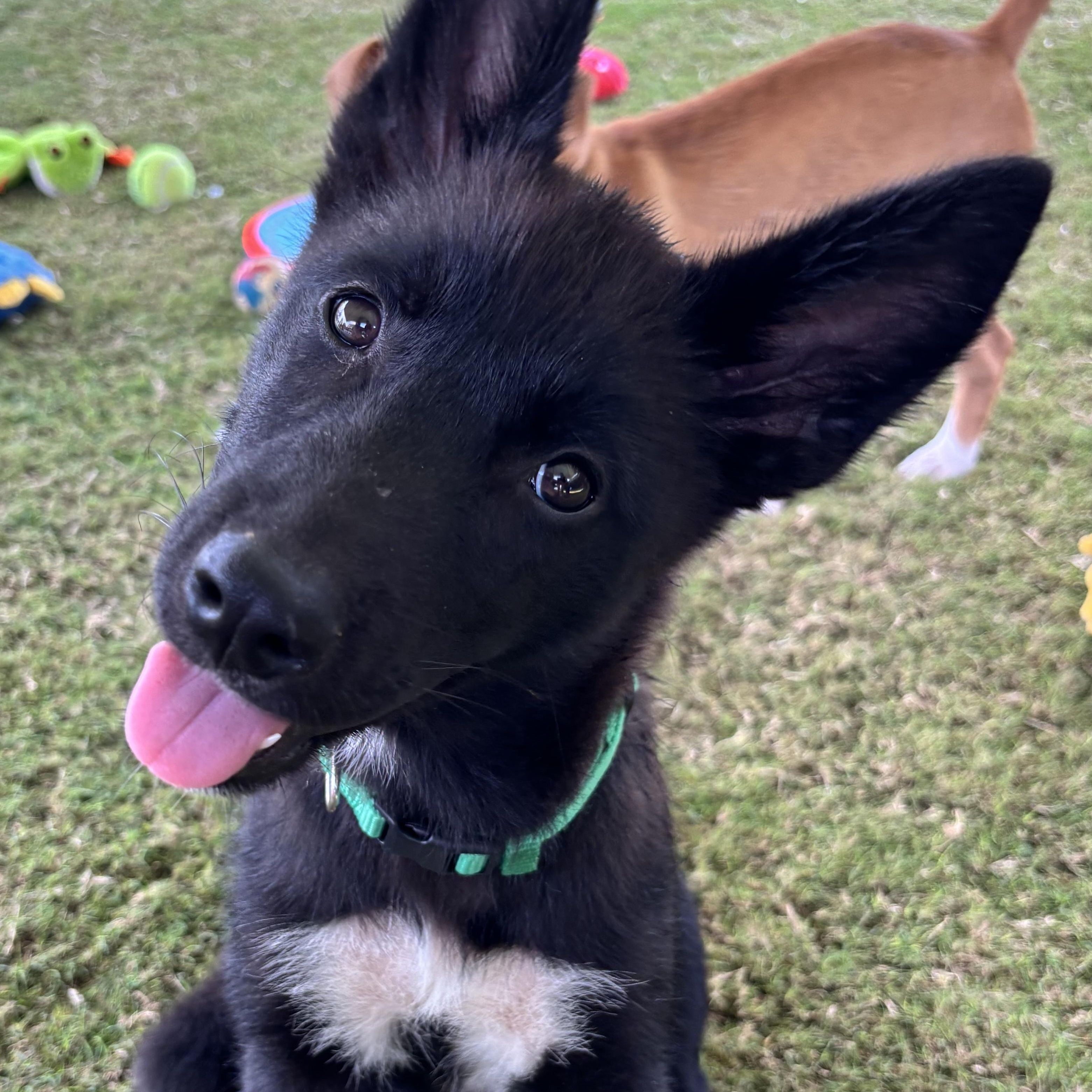 Enlarge Parton, a Adopted mixed breed in Richmond, VA image 1/6