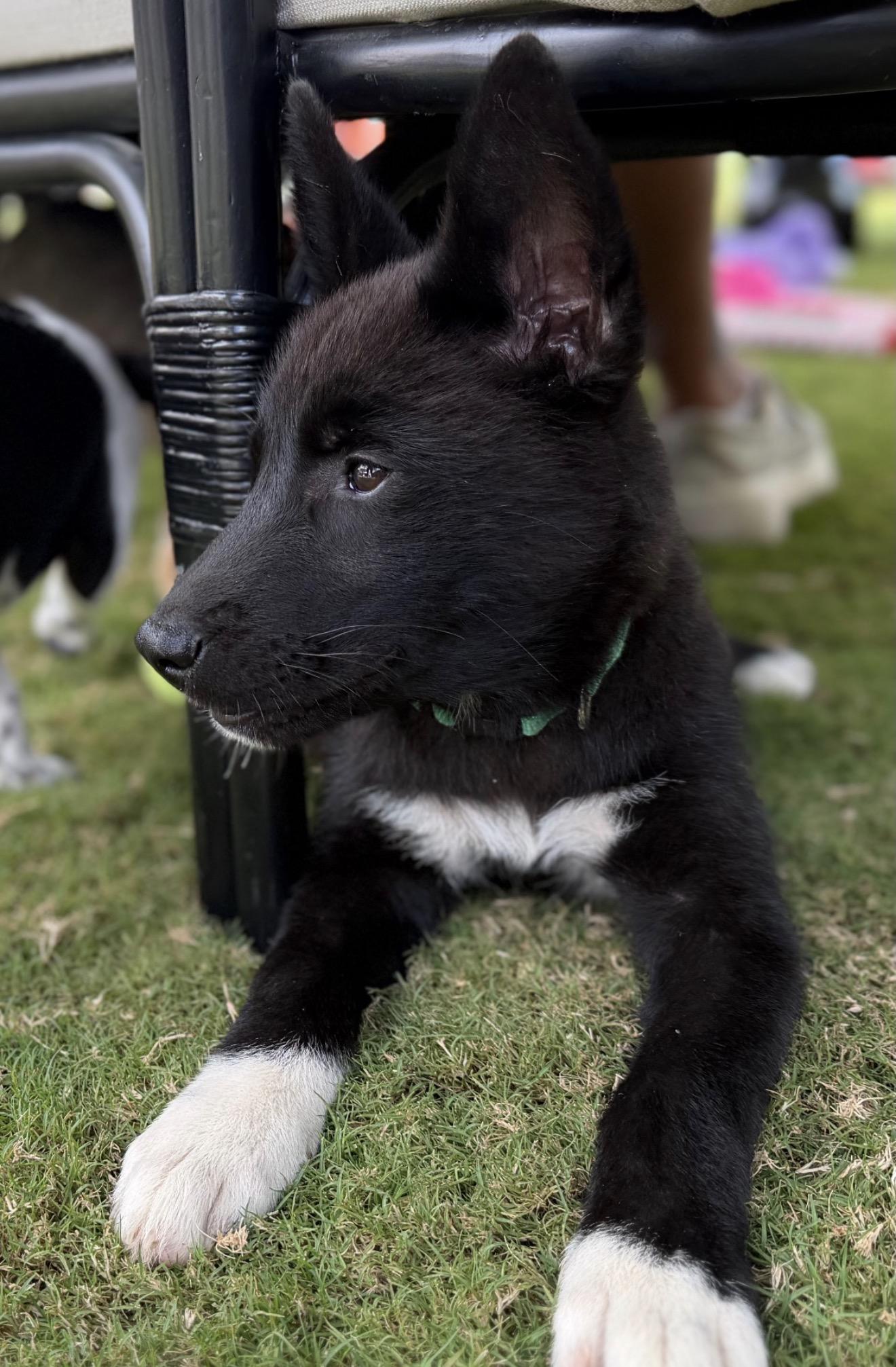 Enlarge Parton, a Adopted mixed breed in Richmond, VA image 5/6