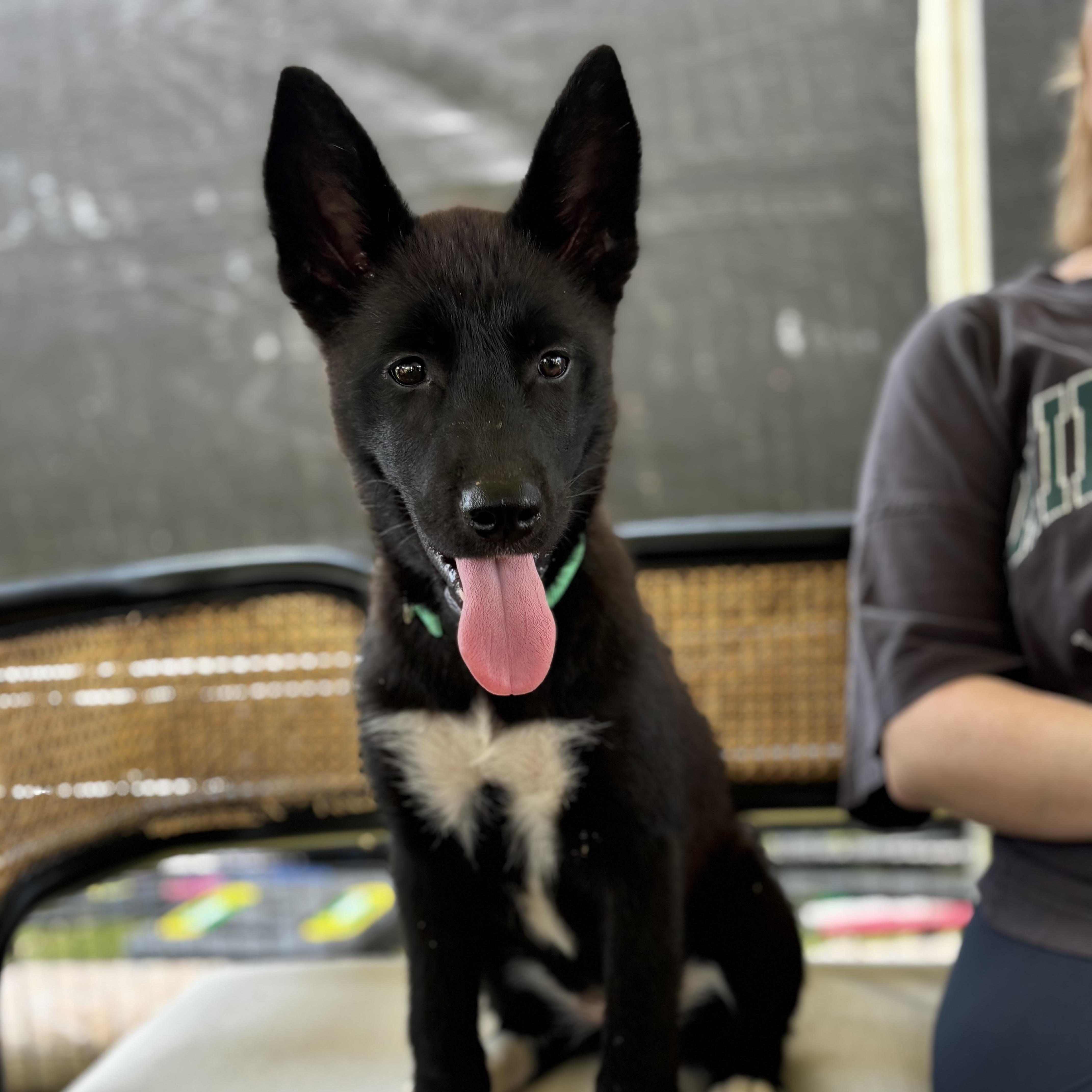 Enlarge Parton, a Adopted mixed breed in Richmond, VA image 2/6