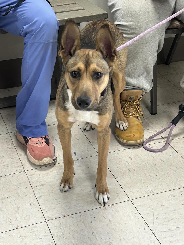 Ranger, Adoptable, Puppy Male Terrier.