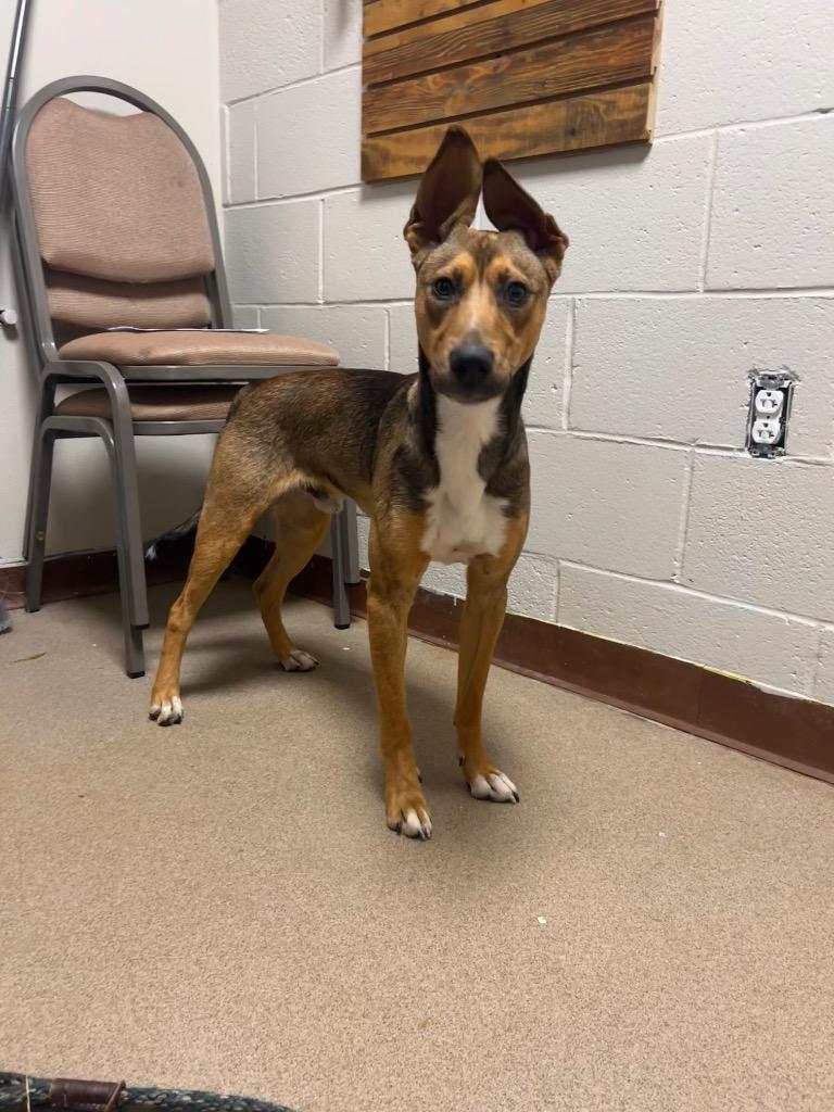Ranger, a Adoptable Terrier in New Manchester, WV image 3/4