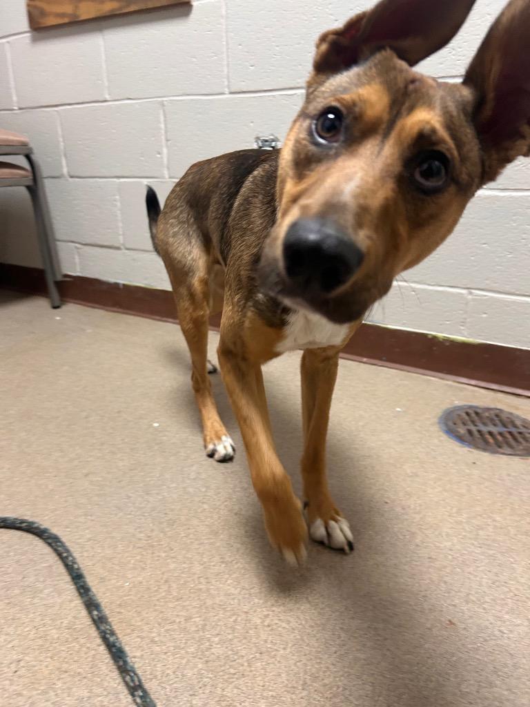 Ranger, a Adoptable Terrier in New Manchester, WV image 4/4