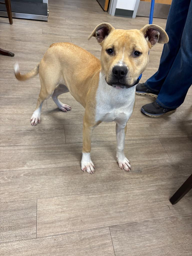 Sol, Adoptable, Young Female Pit Bull Terrier & Mixed Breed.