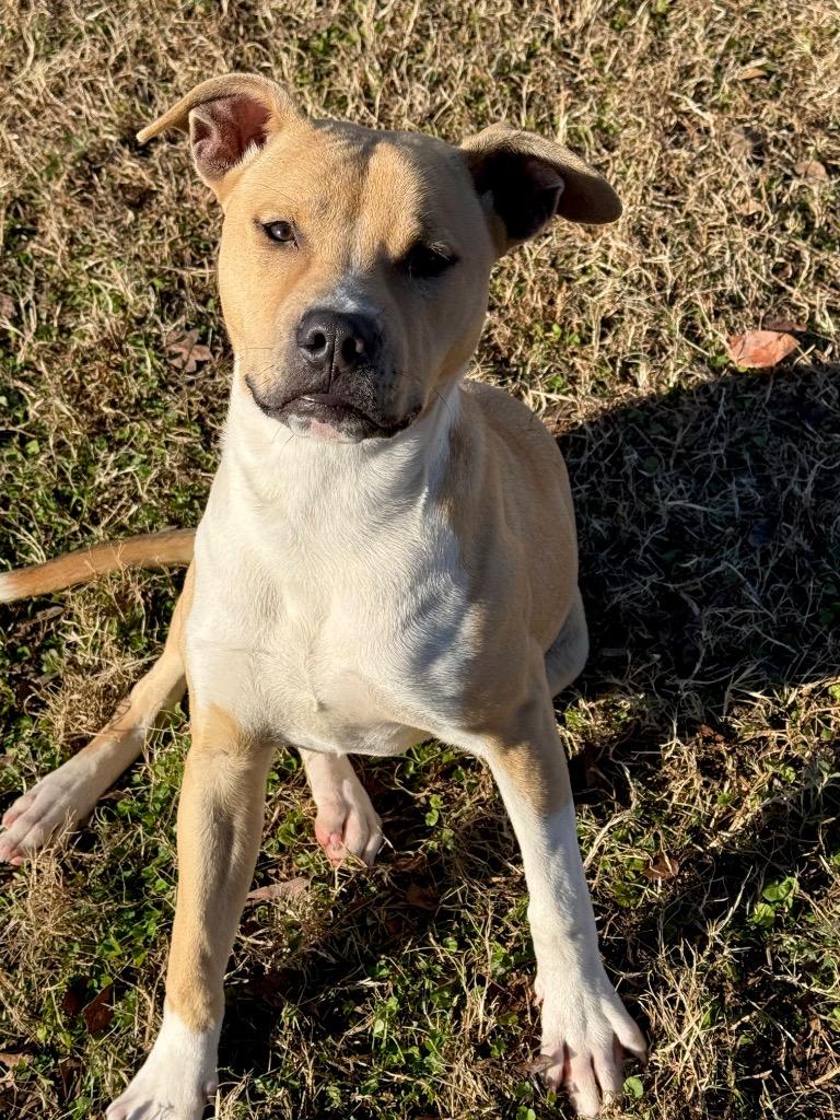Enlarge Sol, a Adoptable mixed breed in Metter, GA image 2/2