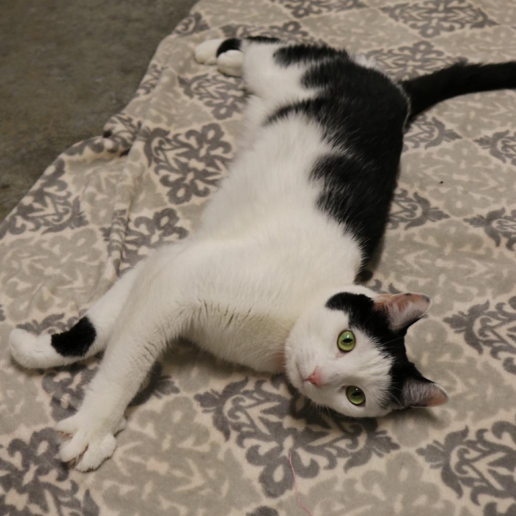 Jade, Adoptable, Adult Female Domestic Short Hair.