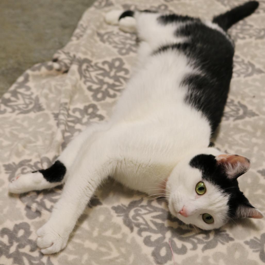 Enlarge Jade, a Adoptable Domestic Short Hair in Saint Cloud, MN image 2/6