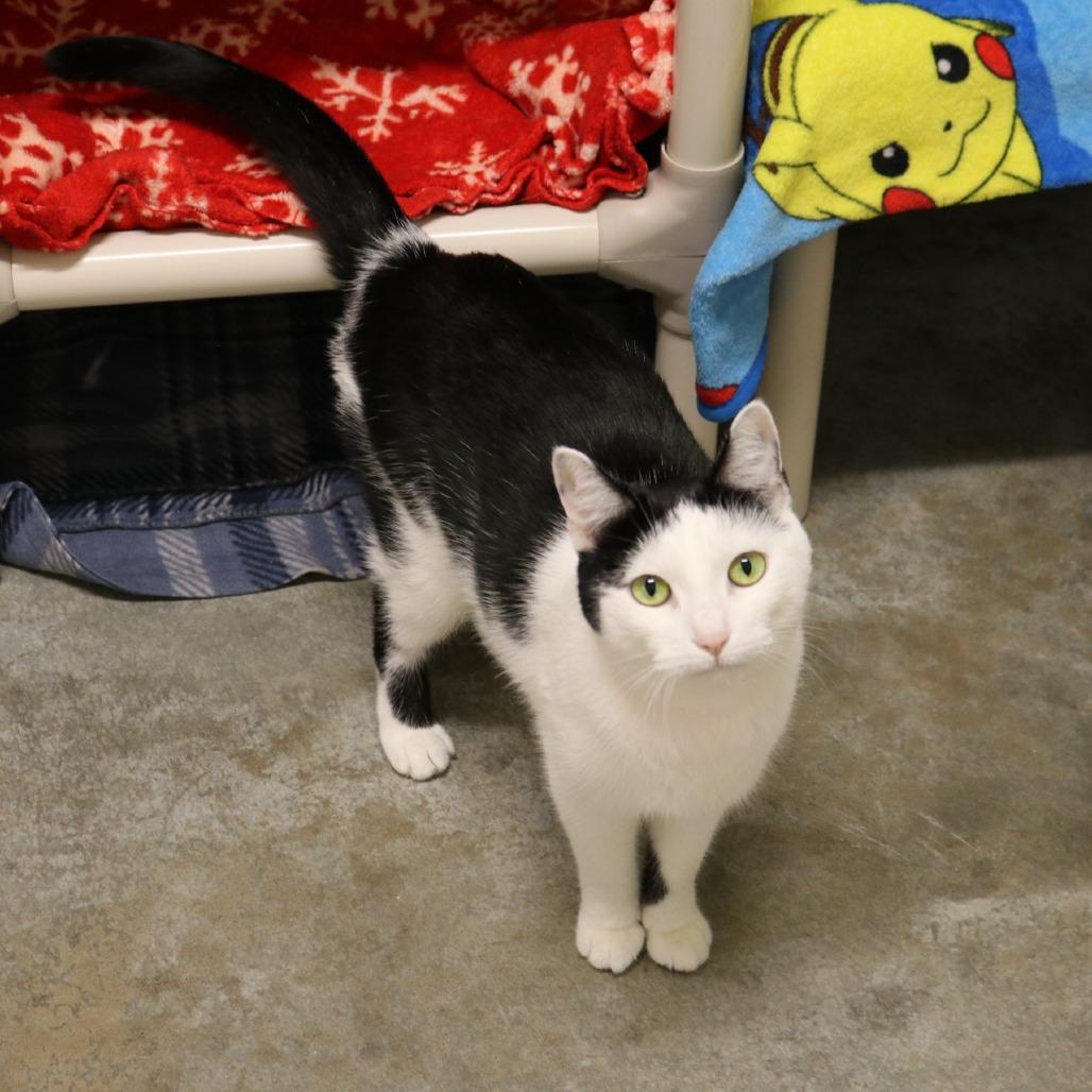 Enlarge Jade, a Adoptable Domestic Short Hair in Saint Cloud, MN image 3/6