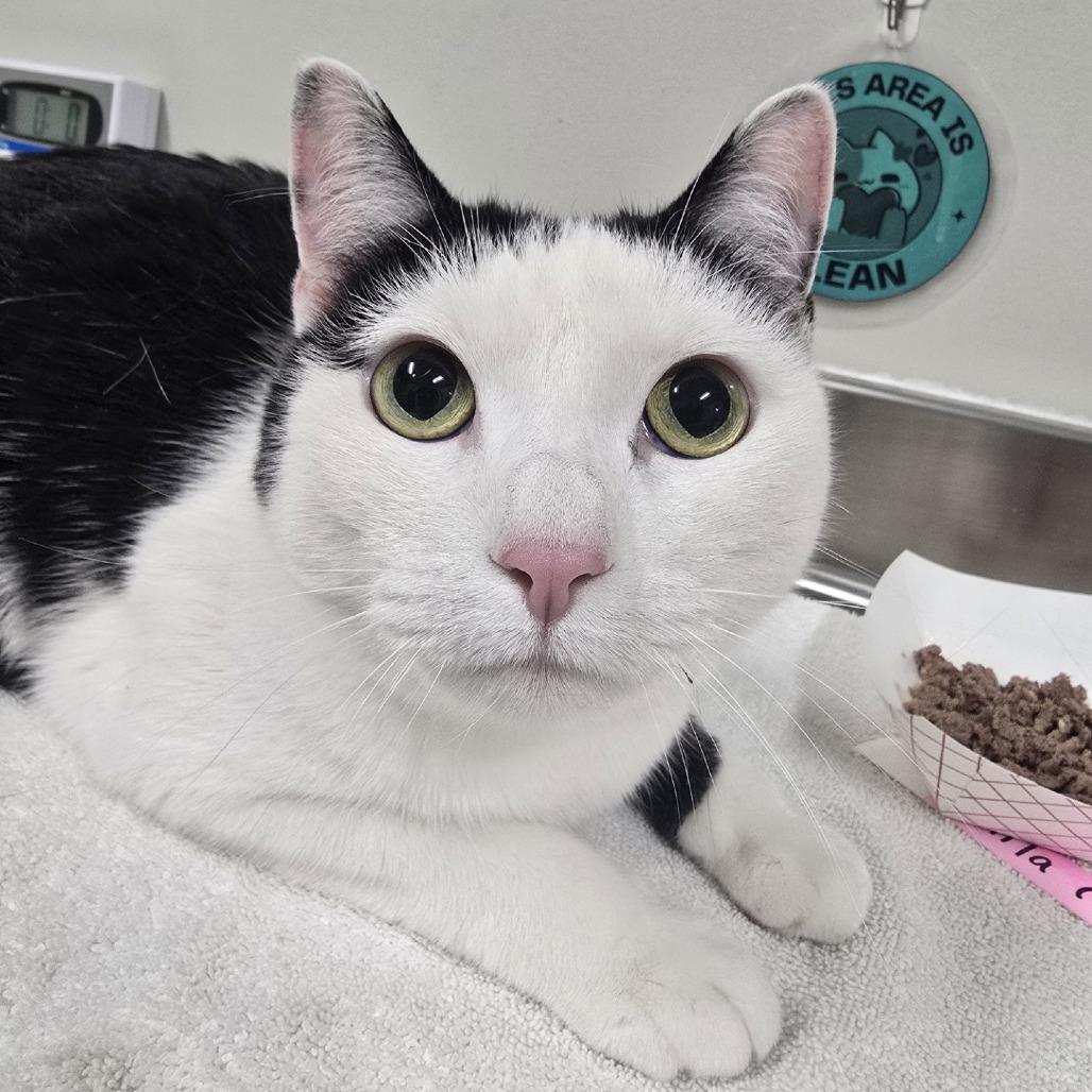 Enlarge Jade, a Adoptable Domestic Short Hair in Saint Cloud, MN image 4/6
