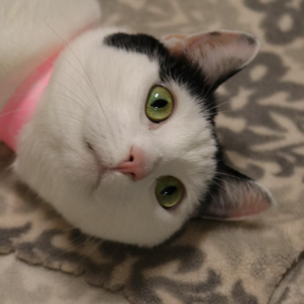 Enlarge Jade, a Adoptable Domestic Short Hair in Saint Cloud, MN image 5/6