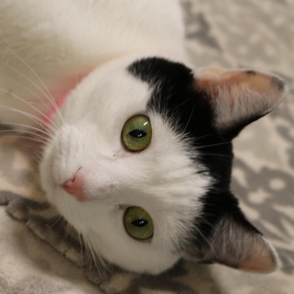 Enlarge Jade, a Adoptable Domestic Short Hair in Saint Cloud, MN image 6/6