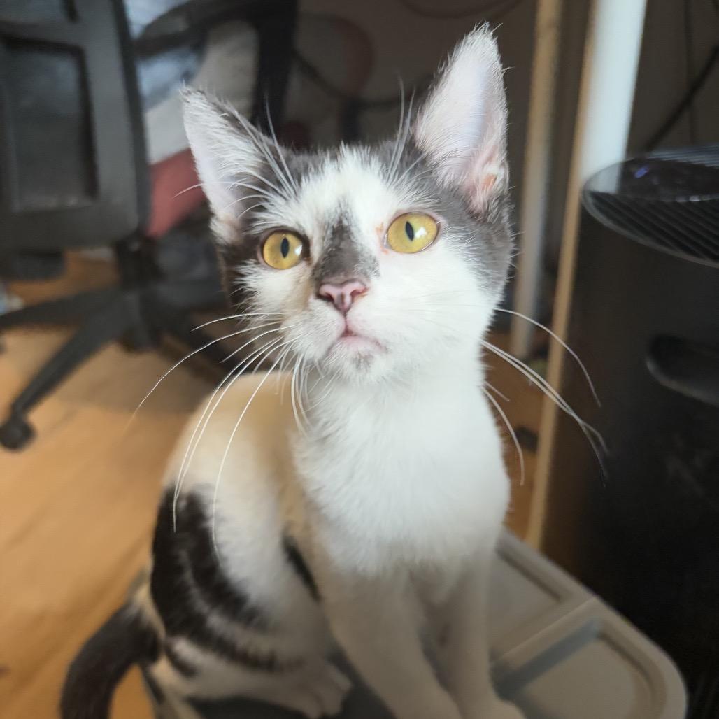 Cera, Adoptable, Young Female Domestic Short Hair.