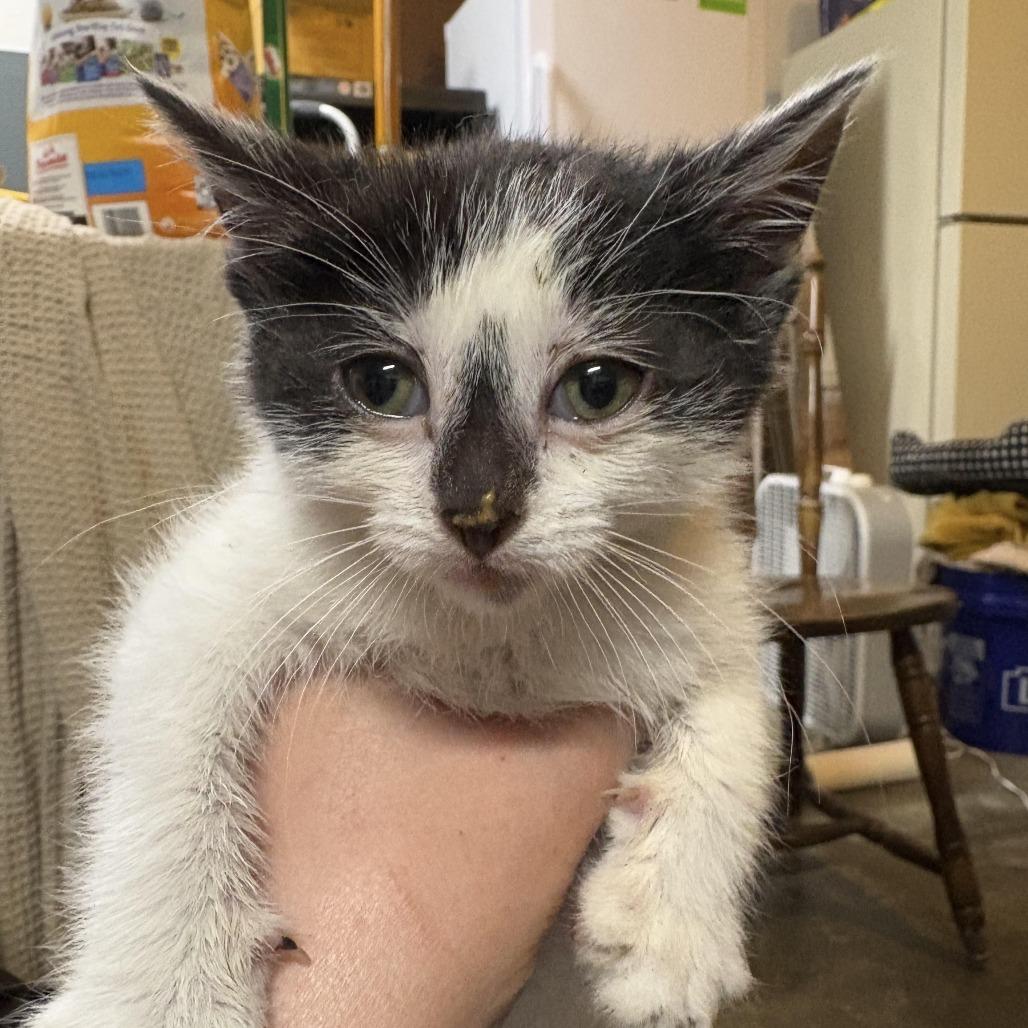 Enlarge Cera, a Adoptable Domestic Short Hair in Troy, IL image 2/6