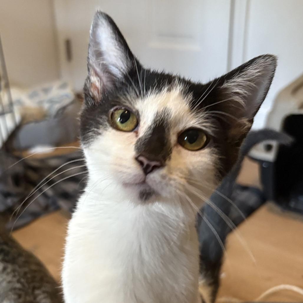 Enlarge Cera, a Adoptable Domestic Short Hair in Troy, IL image 4/6