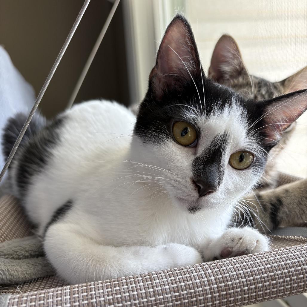 Enlarge Cera, a Adoptable Domestic Short Hair in Troy, IL image 5/6