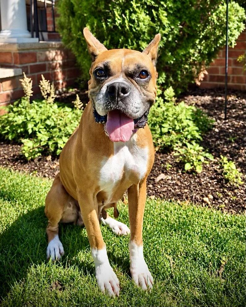 Enlarge Amora, a Adoptable Boxer in Monticello, NY image 2/3