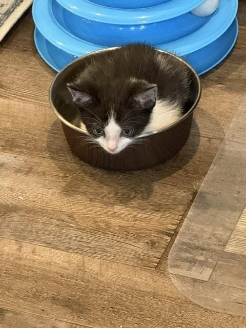 Oreo, Adoptable, Kitten Male Domestic Short Hair.