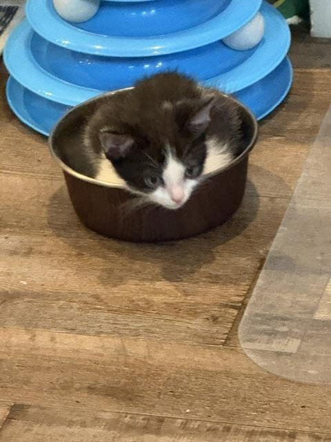Enlarge Oreo, a Adoptable Domestic Short Hair in Chattanooga, TN image 2/3