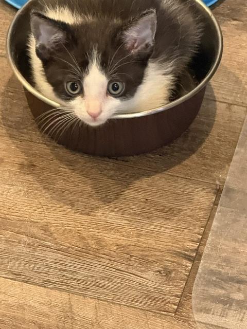 Enlarge Oreo, a Adoptable Domestic Short Hair in Chattanooga, TN image 3/3