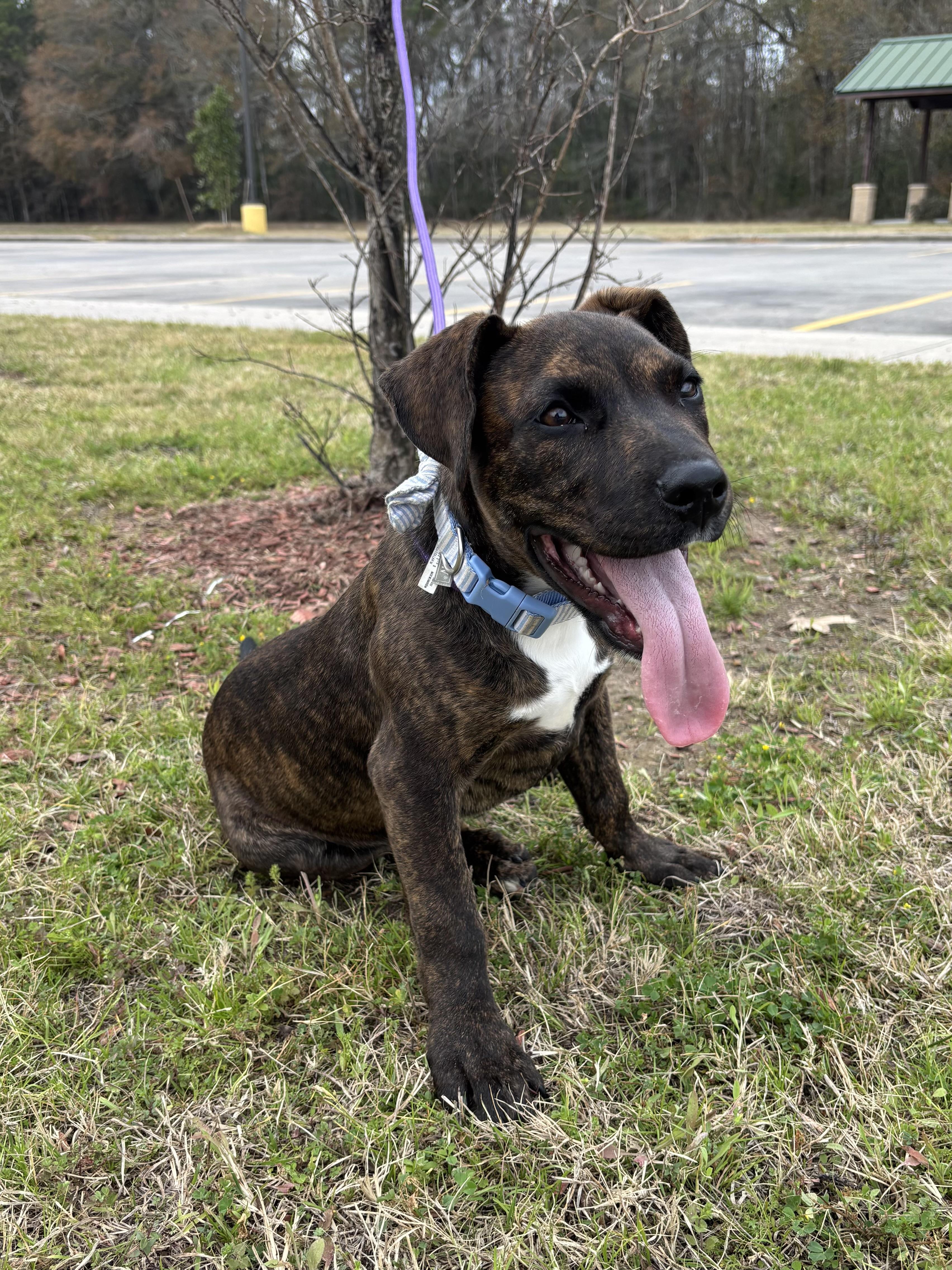Jewel, an adopted mixed breed in Snohomish, WA image 5/5