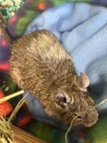 Sugar, ADOPTABLE, Adult Female Degu.