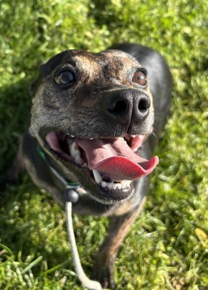 Daisy, Adoptable, Adult Female Pit Bull Terrier & Chihuahua.