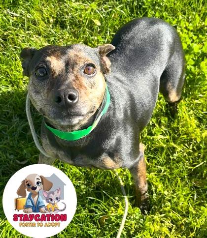 Enlarge Daisy, a Adoptable mixed breed in Phoenix, AZ image 2/3