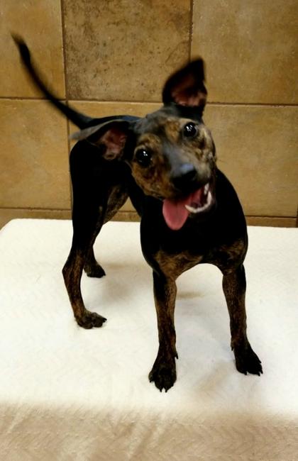 Enlarge Daisy, a Adoptable mixed breed in Phoenix, AZ image 3/3