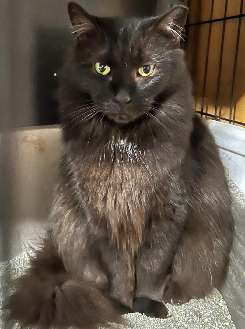 Sheila, a Adoptable Domestic Long Hair in Parkland, FL image 2/5