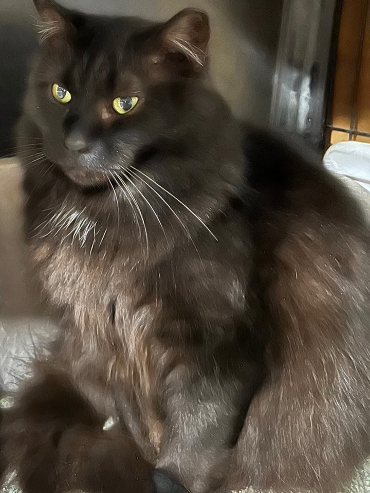 Sheila, a Adoptable Domestic Long Hair in Parkland, FL image 3/5