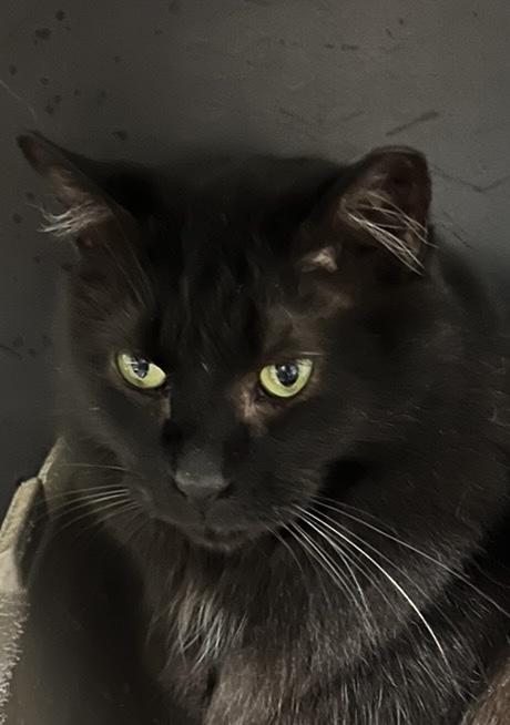 Sheila, a Adoptable Domestic Long Hair in Parkland, FL image 5/5