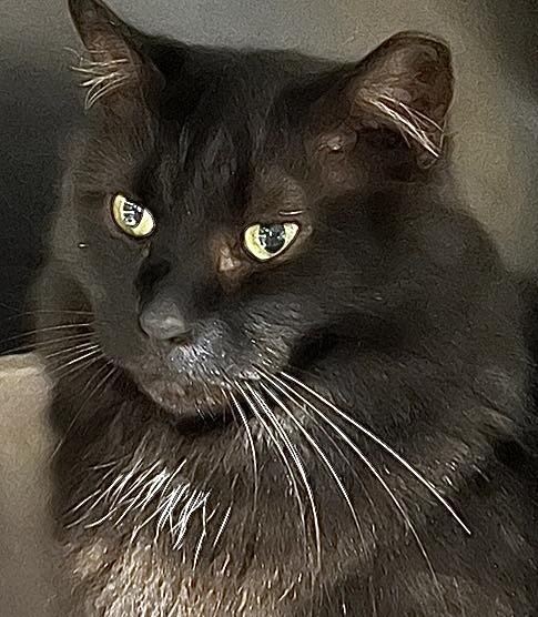 Sheila, a Adoptable Domestic Long Hair in Parkland, FL image 1/5