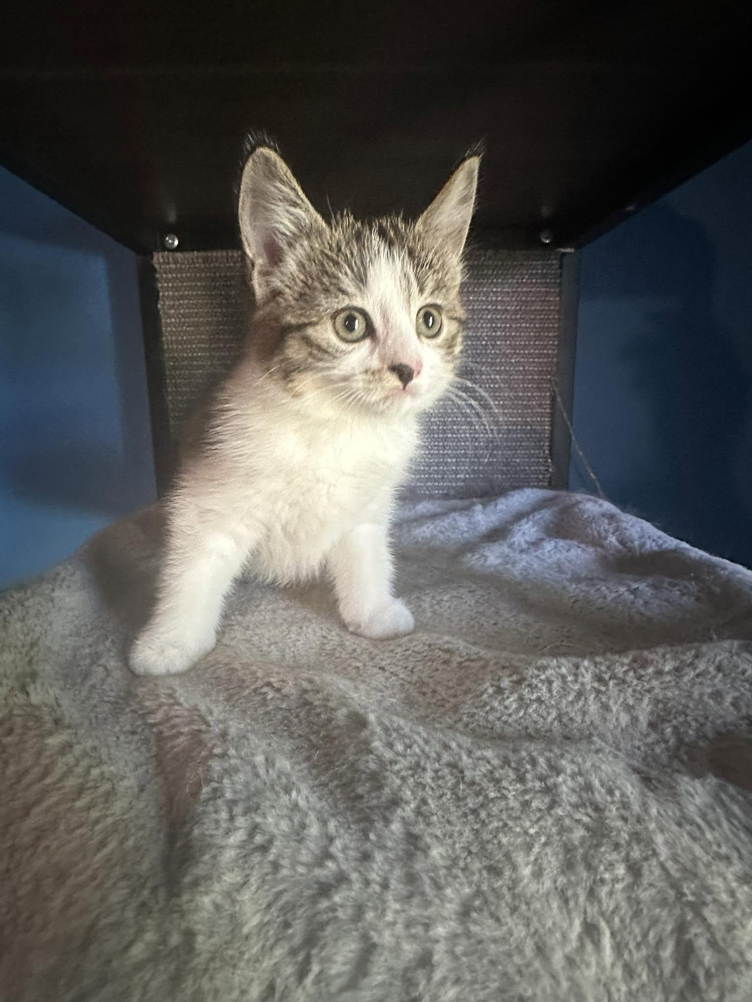 Enlarge Diana, a Adoptable mixed breed in Winnipeg, MB image 1/1