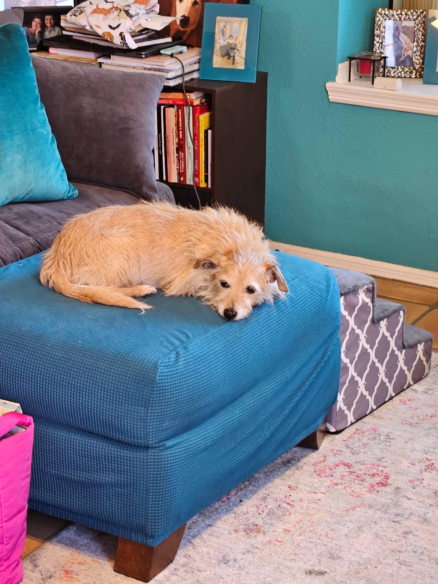 Enlarge Mason, an adopted mixed breed in Scottsdale, AZ image 2/6