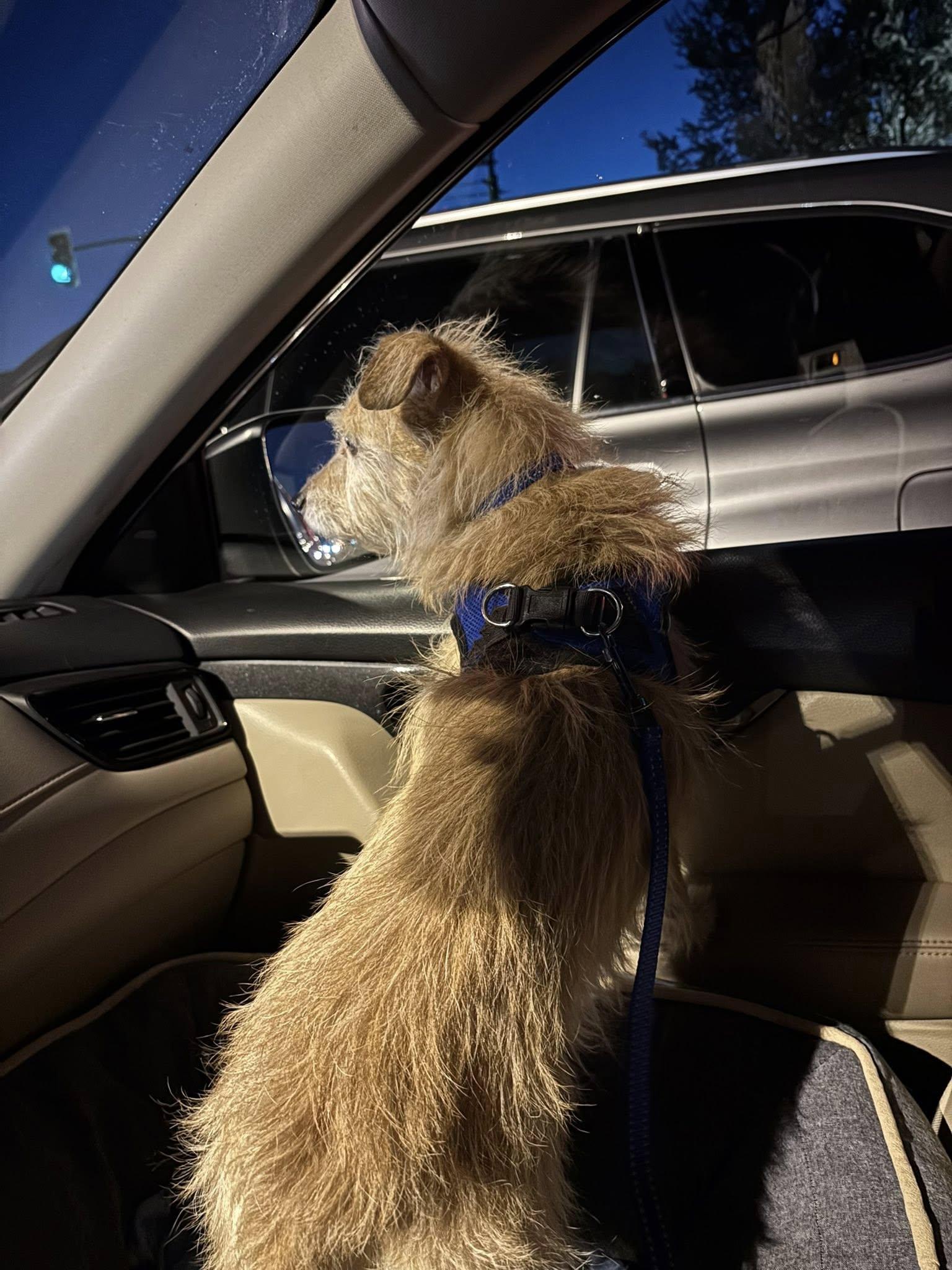 Enlarge Mason, an adopted mixed breed in Scottsdale, AZ image 4/6