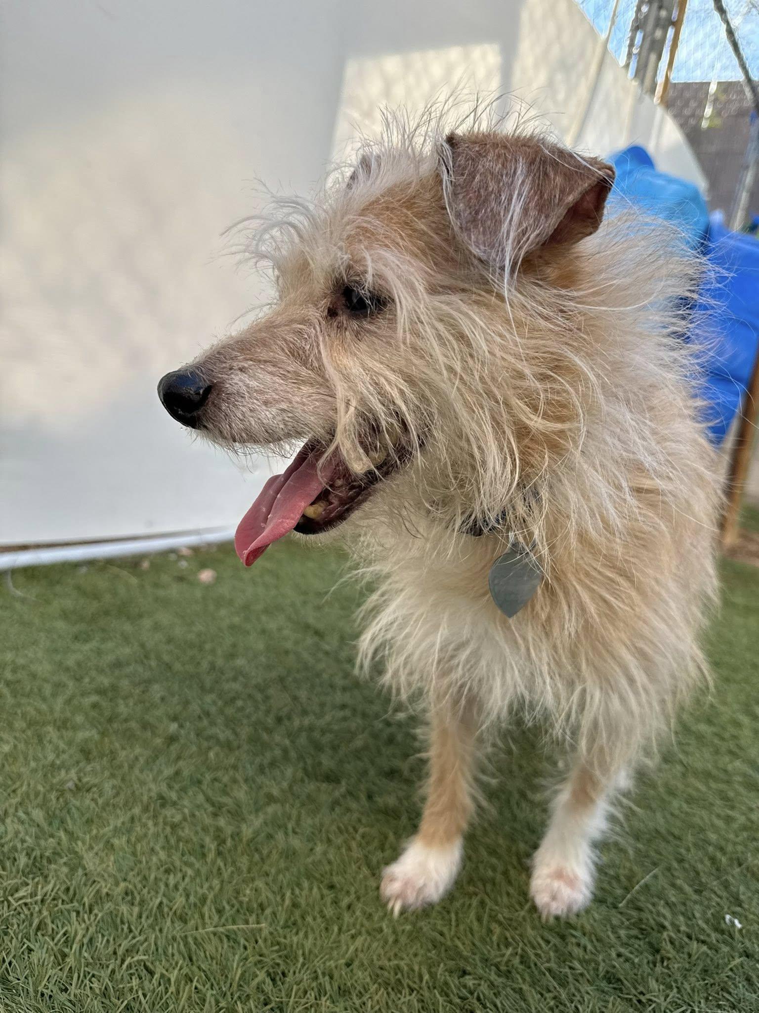 Enlarge Mason, an adopted mixed breed in Scottsdale, AZ image 3/6