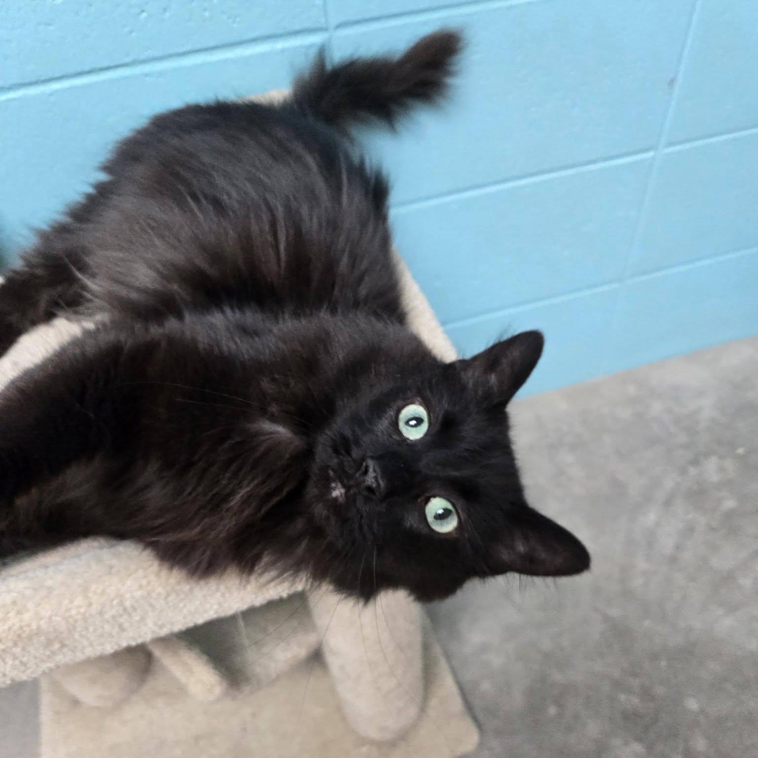 Enlarge Bonito, a Adoptable Domestic Long Hair in Chilton, WI image 6/6