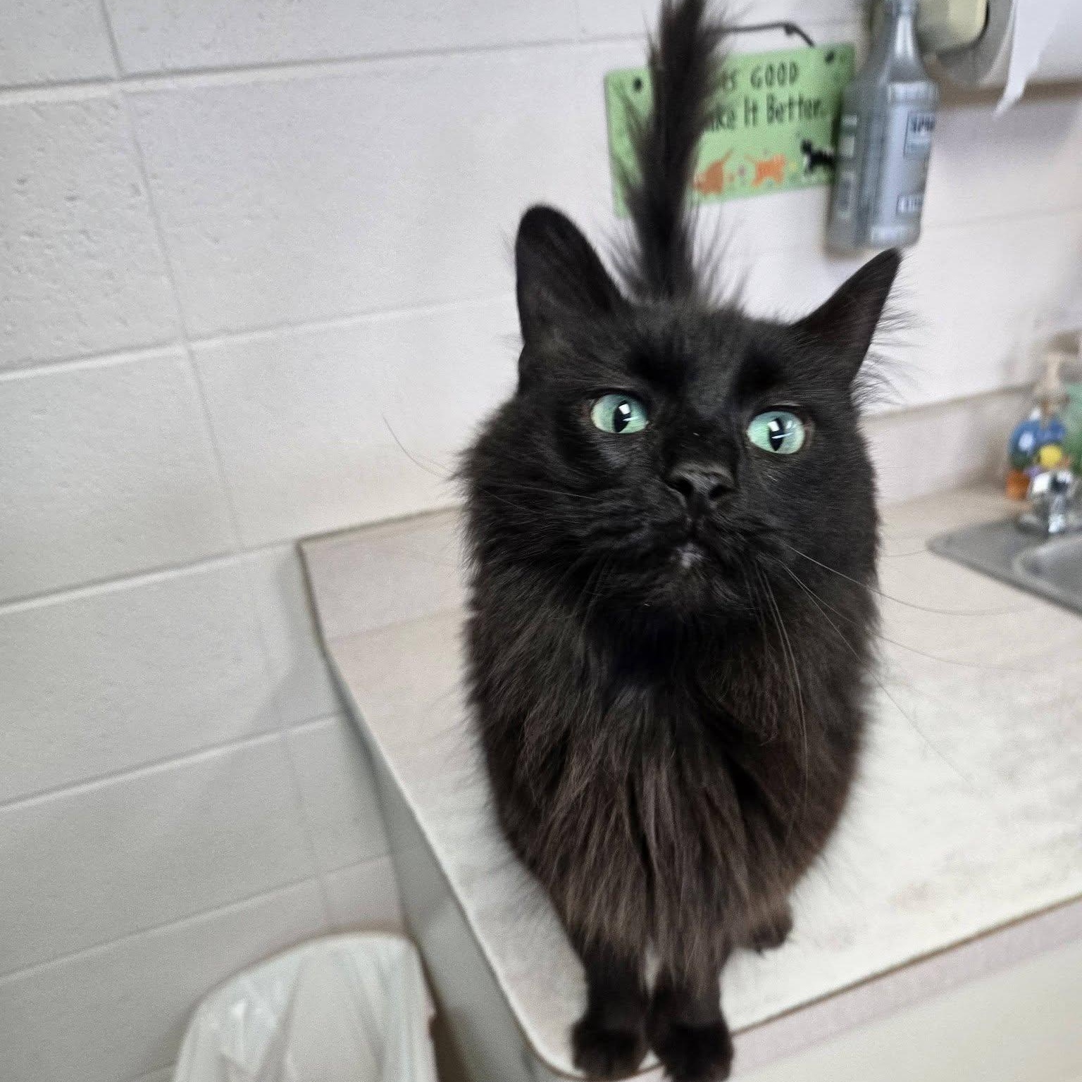 Enlarge Bonito, a Adoptable Domestic Long Hair in Chilton, WI image 4/6