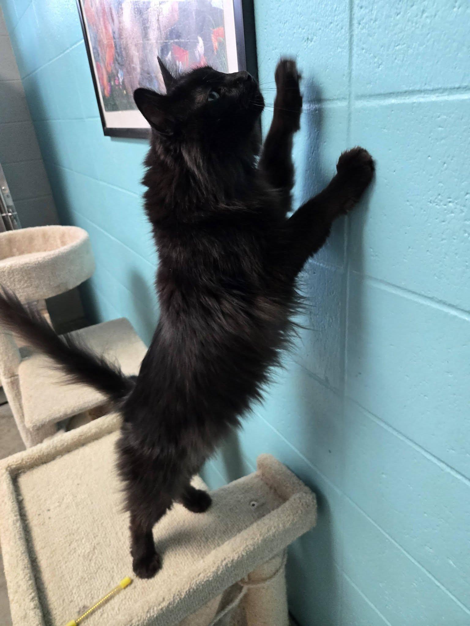 Enlarge Bonito, a Adoptable Domestic Long Hair in Chilton, WI image 5/6