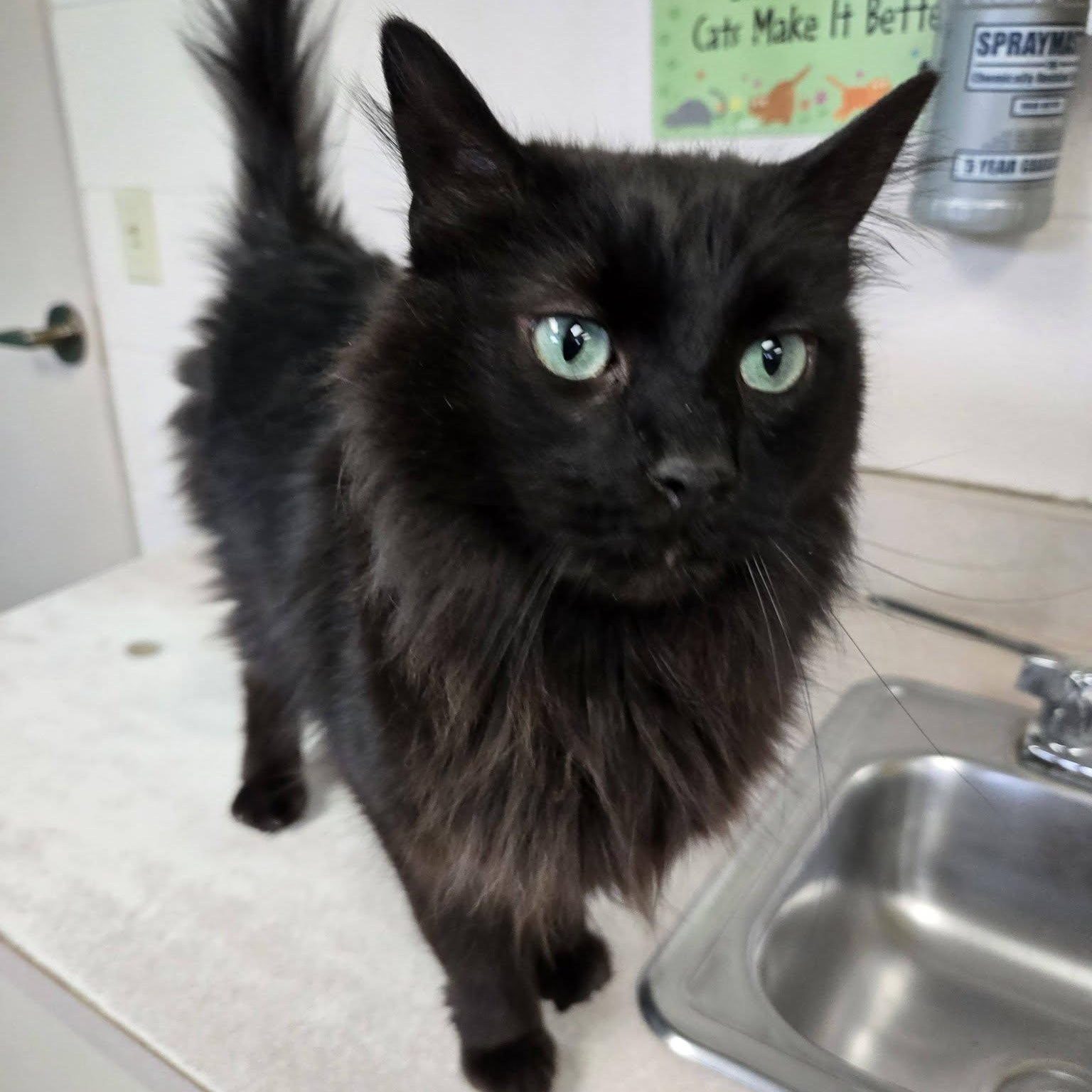 Enlarge Bonito, a Adoptable Domestic Long Hair in Chilton, WI image 3/6