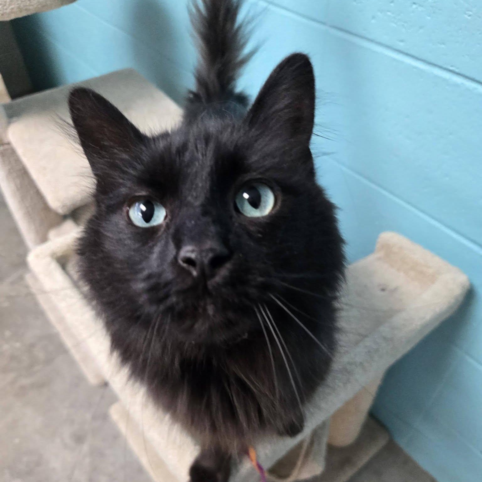 Enlarge Bonito, a Adoptable Domestic Long Hair in Chilton, WI image 1/6