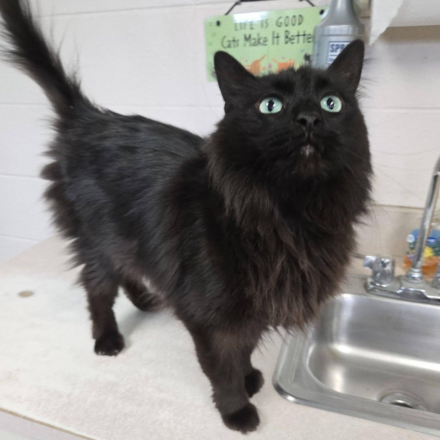 Enlarge Bonito, a Adoptable Domestic Long Hair in Chilton, WI image 2/6