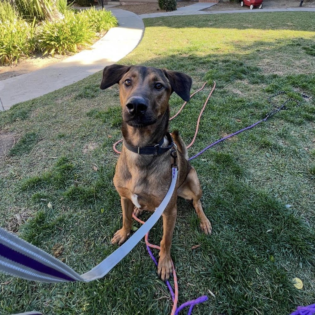 Sweetie, an adopted mixed breed in Tarzana, CA image 1/6