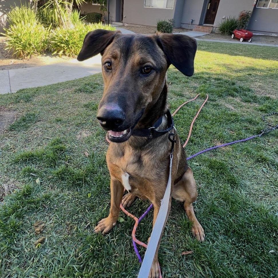 Sweetie, an adopted mixed breed in Tarzana, CA image 3/6