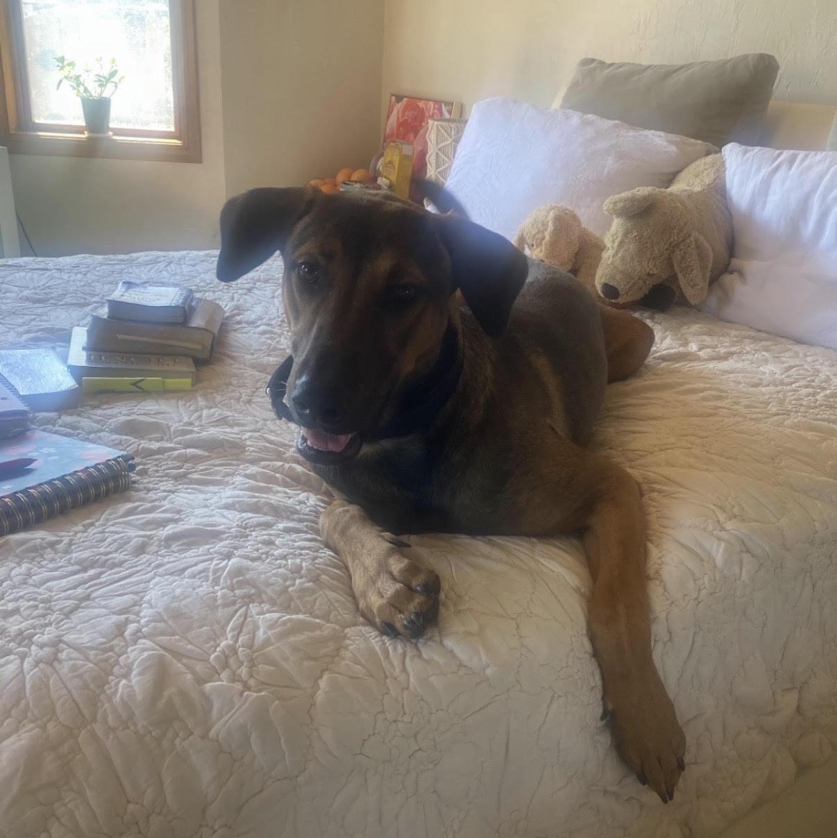 Sweetie, an adopted mixed breed in Tarzana, CA image 4/6