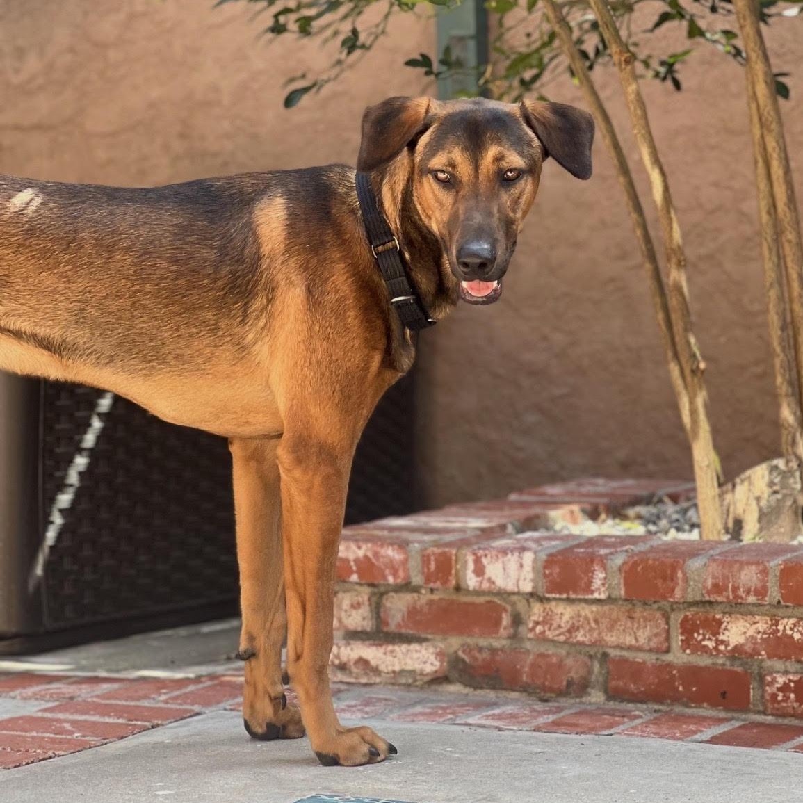 Sweetie, an adopted mixed breed in Tarzana, CA image 5/6